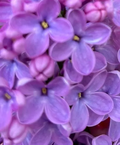 Royal أوباتيا